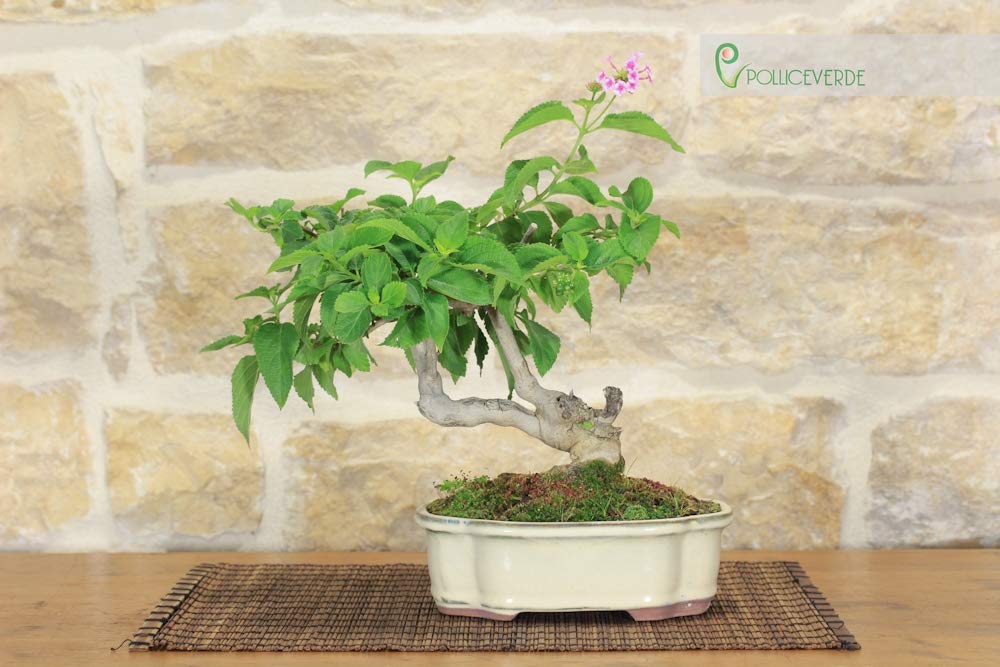 pink jasmine plant indoor Pink Jasmine Starter Plant - Jasminum Polyanthum