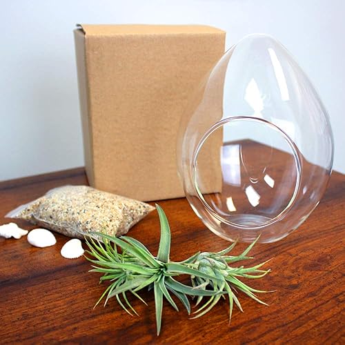 Miniatura 5 de Kit completo de terrario de cristal de lágrima de 6 pulgadas con 3 plantas de aire Tillandsia vivas, arena de colores y conchas marinas (arena