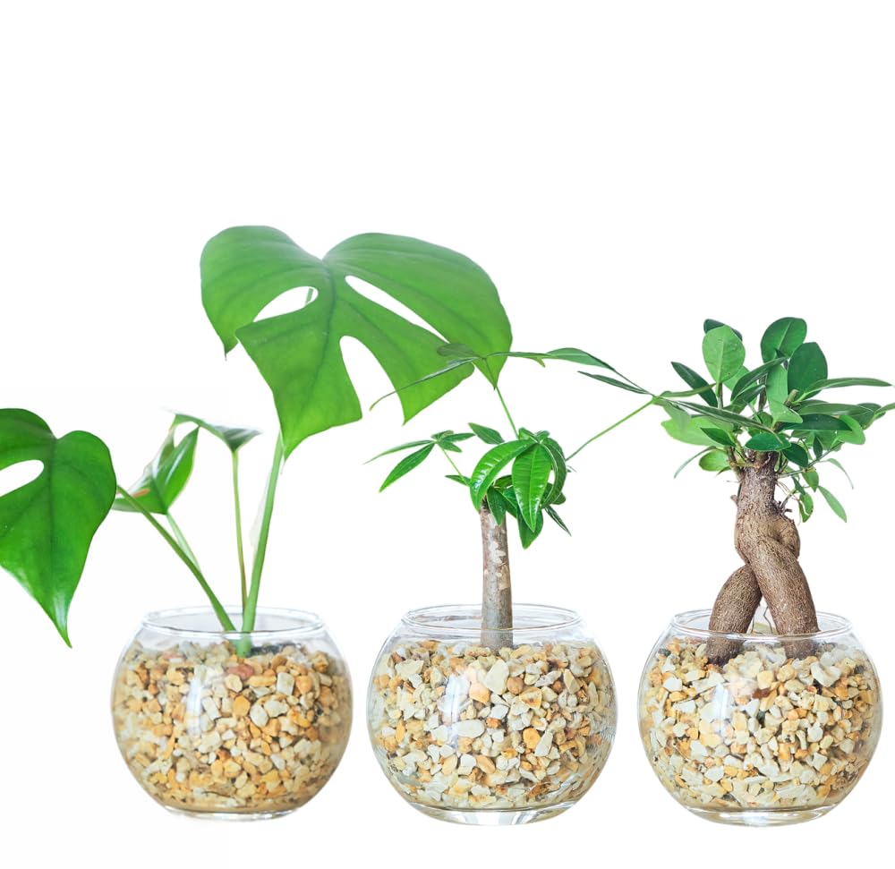 Amazon｜東京寿園 観葉植物 3点セット ハイドロカルチャー 本物 ミニ