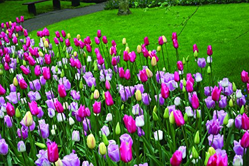 Mixed Triumph Tulips (25 Bulbs) - Assorted Colors of Tulip Bulbs by Willard & May - Image 5