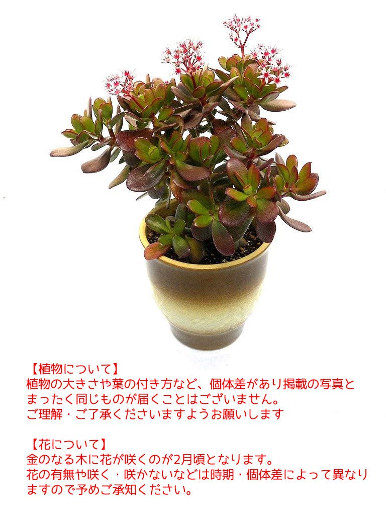 Amazon | 陶器鉢 金のなる木 花月 (全高450) | デライトベース | 観葉植物