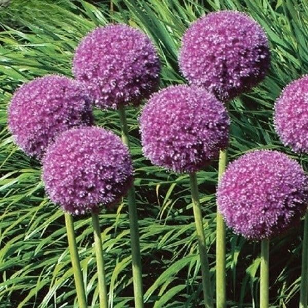 Amazon.co.jp: 秋植え球根 アリウム ギガンチューム(大輪) 3片
