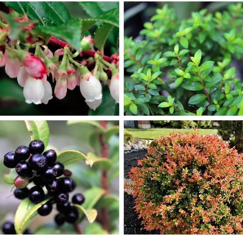 Arbustos de plantas de arándano de 12 a 16 pulgadas, 6 cajas vivas para jardinería