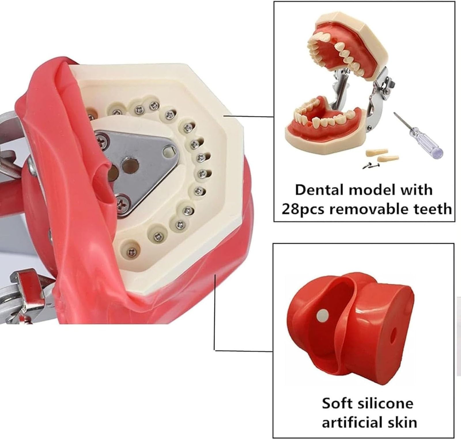 Dental Simulator Manikin Phantomkopf Kunststoff pädagogisches Zahnmodell mit Tischhalterung 32 Zähne 360-Grad-Verstellung