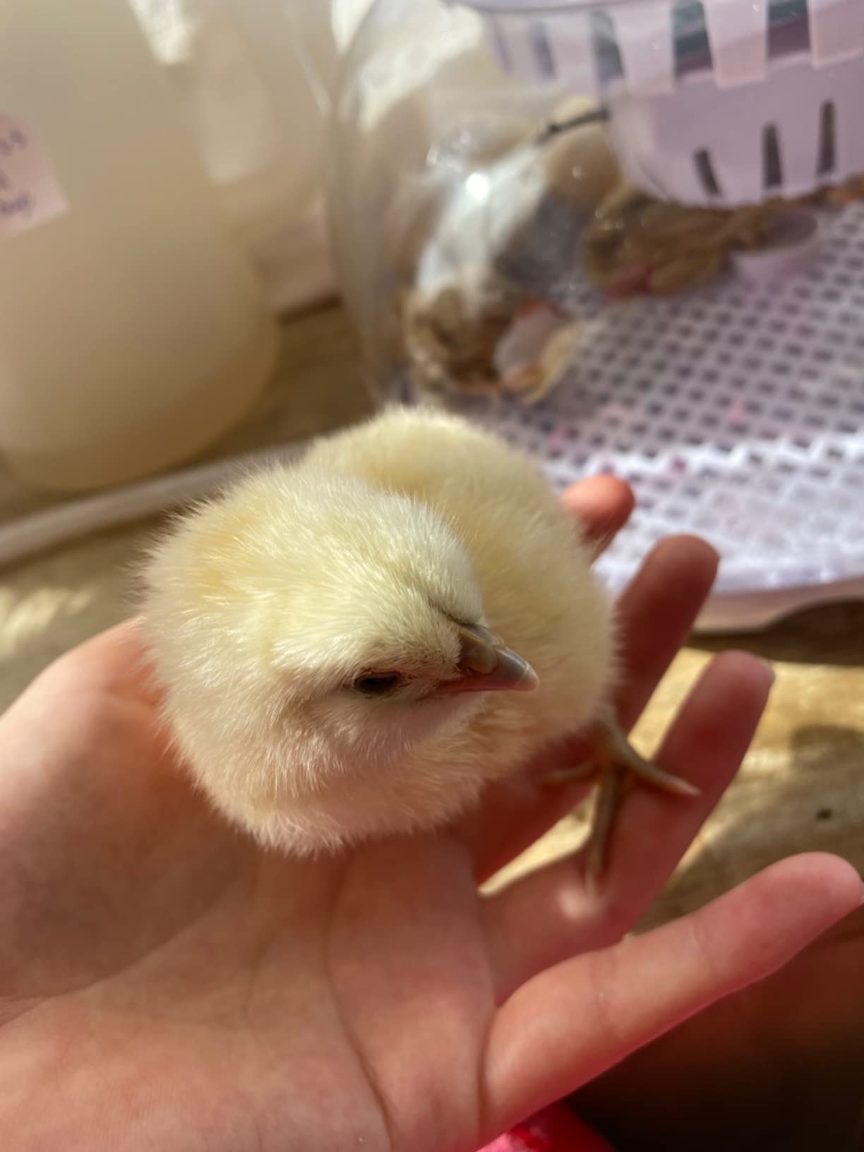 9/mo Finance PTGVCTA 12 Eggs Incubator Humidity Control and Display, Automatic Egg Turner