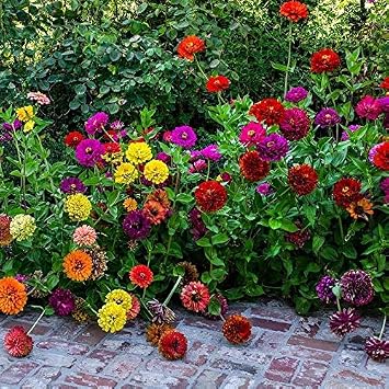 Mixed California Zinya Dirty Lady Flower Seed 50 Seeds