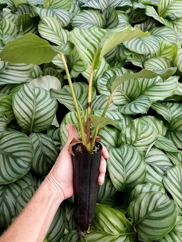 Calathea Sanderina Plant/Live Indoor Plant/Airpurifying Plant/Decorative Plant for Home Gardening(Pack Of-1) A-45-image-8