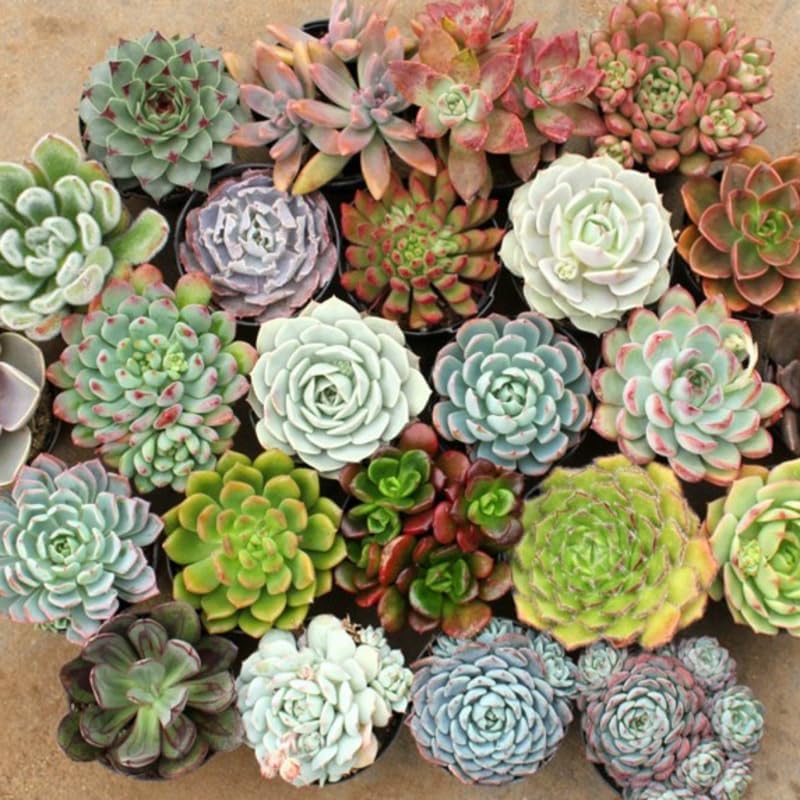 Paquete de 5 plantas suculentas coloridas, maceta de 2 pulgadas, plantas suculentas surtidas vivas para el hogar, oficina, regalos