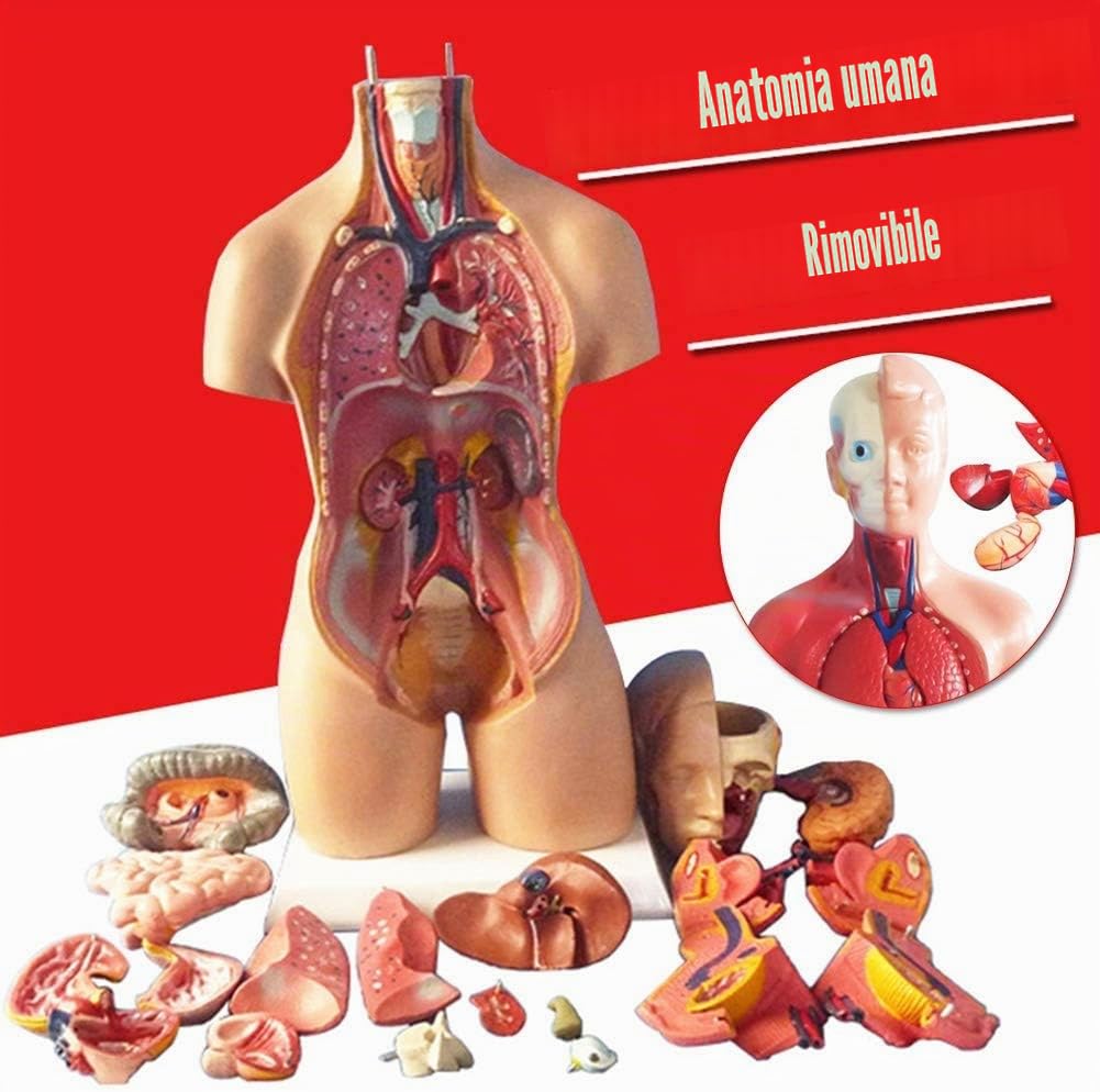 Modello di torso umano 28/45/55 cm, modello di anatomia corpo umano, modello di assemblaggio anatomico 4D di organi umani per insegnamento scolastico,55 cm