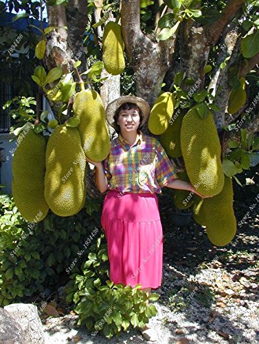 Organic Fruit Jackfruit Seeds Fruit Bonsai Tree Seeds Fruit Seeds |  Desertcart Brunei