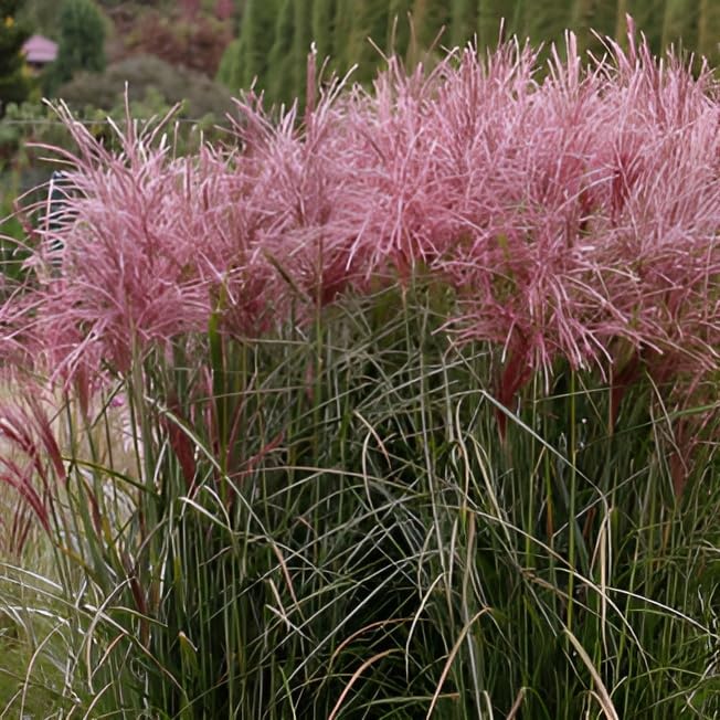 Miscanthus Sinensis 'Yaku Jima' Chinaschilf – Winterhartes Ziergras Für Kleine Gärten