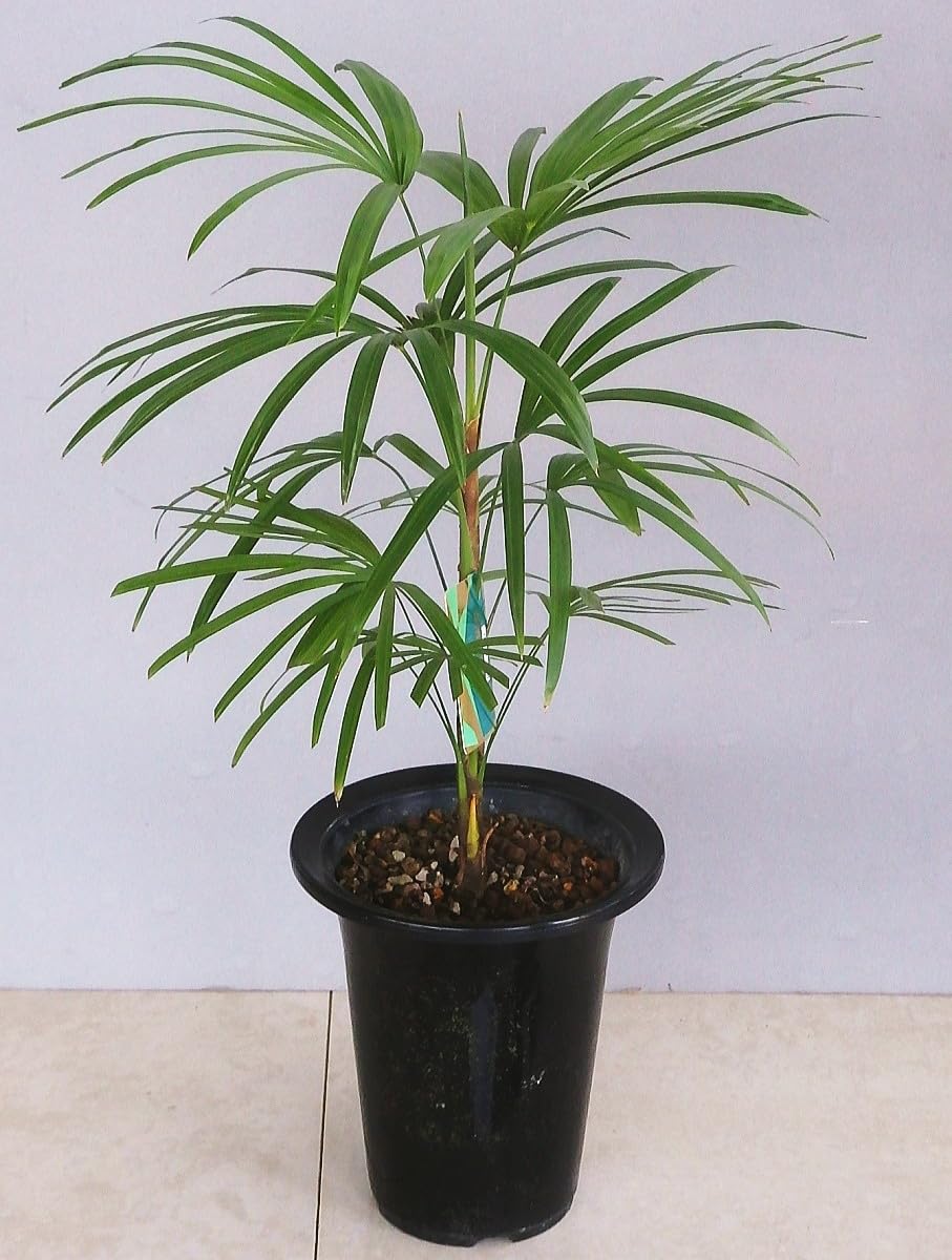 Amazon｜雲南姫棕櫚竹/ウンナンヒメシュロチク（5.5号）｜観葉植物 