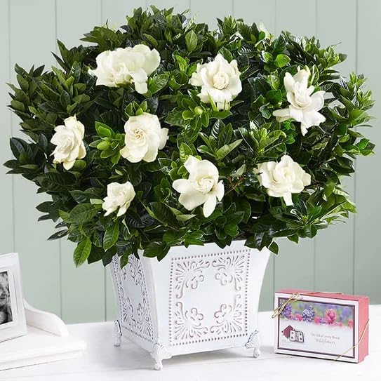 Miniatura 5 de Gardenia Veitchii - Siempre en Flor - Gardenia Jasminoides. Arbusto Perenne Fragante con Follaje Brillante y Flores Blancas Puras, Perfecto para