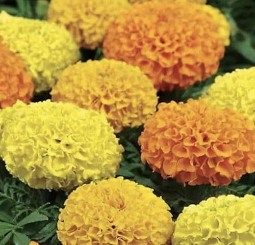 Buy4seeds 60x TAGETES ERECTA African Marigold Mixed Seeds Easy for Grow Garden