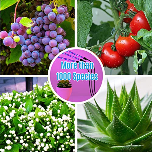LED Grow Light for Indoor Plant - 60W Tri Head On Desk Plants Growing Lamp with 6 Dimmable Levels Auto Timer Perfect for House Garden Hydroponics Succulent Red Blue Spectrum Clip Adjustable Gooseneck - Thumbnail 6