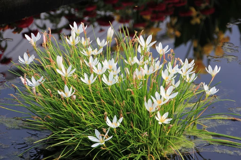 OhhSome Zephyranthes Candida (White) Rain Lily/Zephyranthes/Fairy