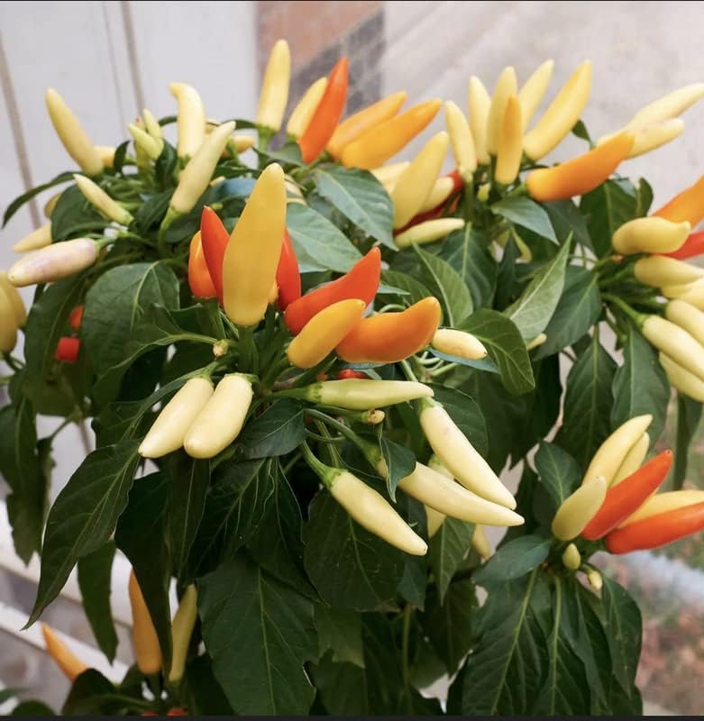 Miniatura 3 de Semillas de pimiento tailandés blanco tupido, 10 semillas de pimiento para plantar jardín