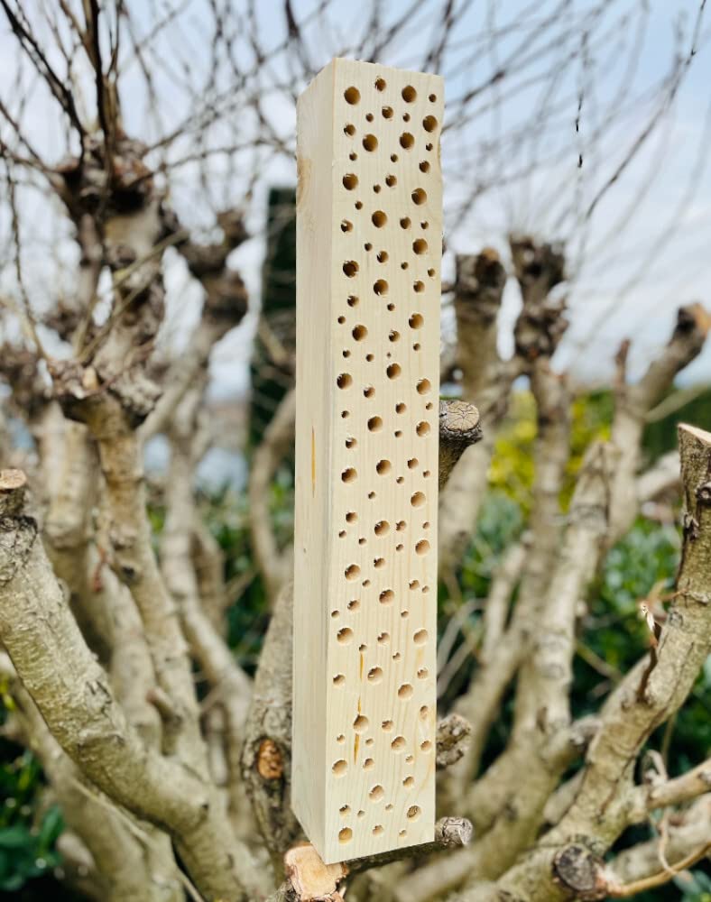 Wildbienen - Insektenhotel Nisthilfe Holz Stamm Naturbelassen 30-90 cm Bienenhotel Stamm Insektenhotel Wildbienen Massivholz Wildbienenhotel (60 cm)