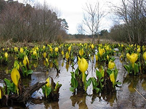 Miniatura 7 de 10Yellow Swamp linterna húmeda lysichiton americanus Skunk Col semillas de flores