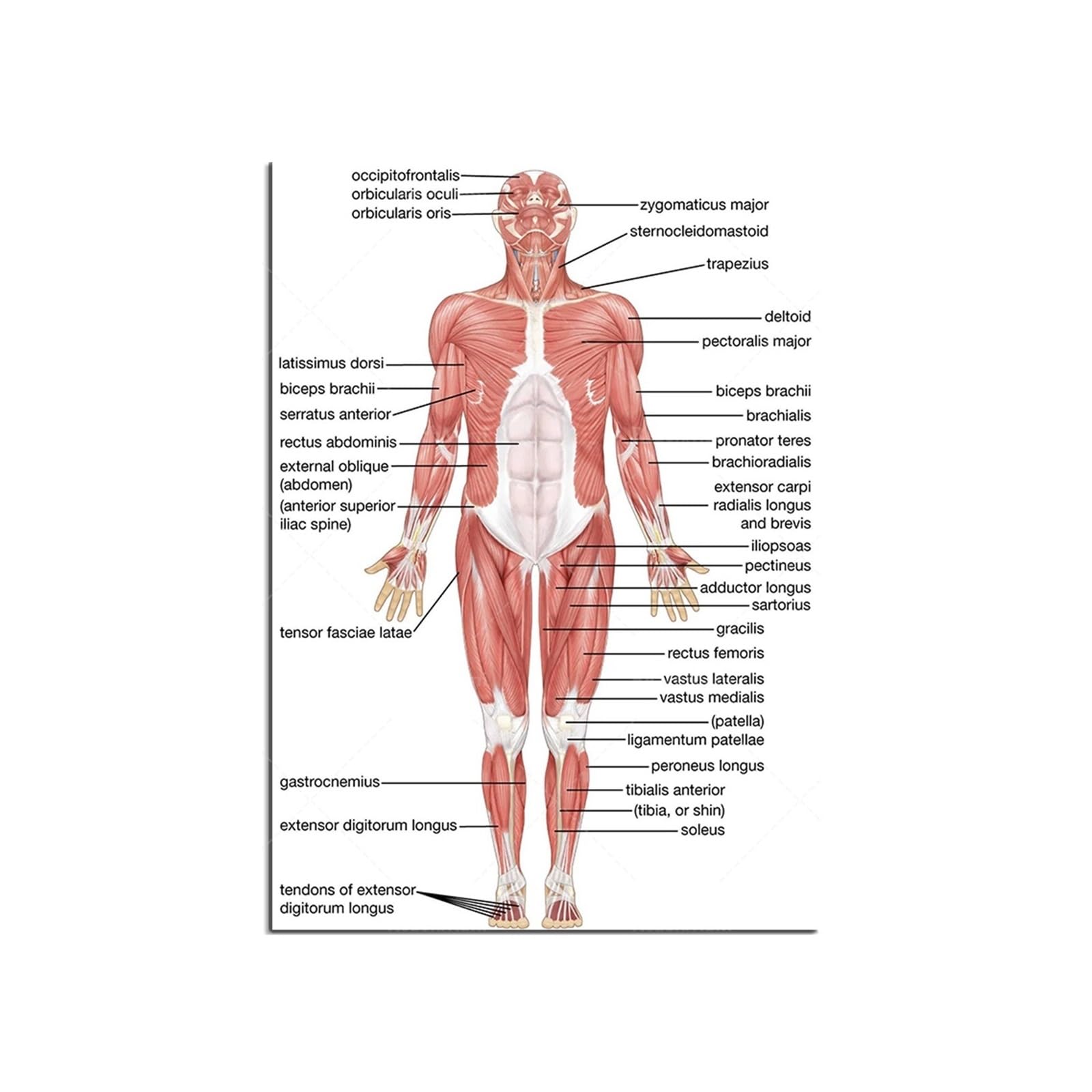 Póster Científico Educativo Del Sistema Muscular Humano, Tendones Y Nervios, Músculos De La Parte Trasera Pie, Huesos Mano, Esqueleto, 1 Ud(5,70X100CM No Frame)