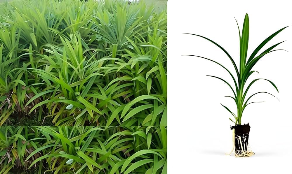 Cloud Farm Basmati Leaves Pandanus/Amaryllifolius Plant/Ramba Healthy Plant,CF_42