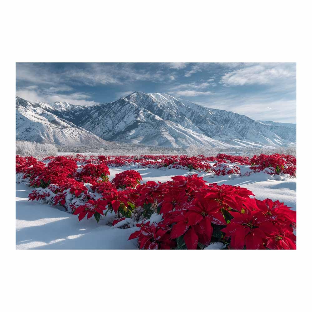 Hoqiu Multicolor Flowers Canvas Poinsettia Winter Mountain Views Artwork, Wall Decoration Living Room Bedroom Hallway Stairs Decoration.(Multicolor)-30X40cm Unframed