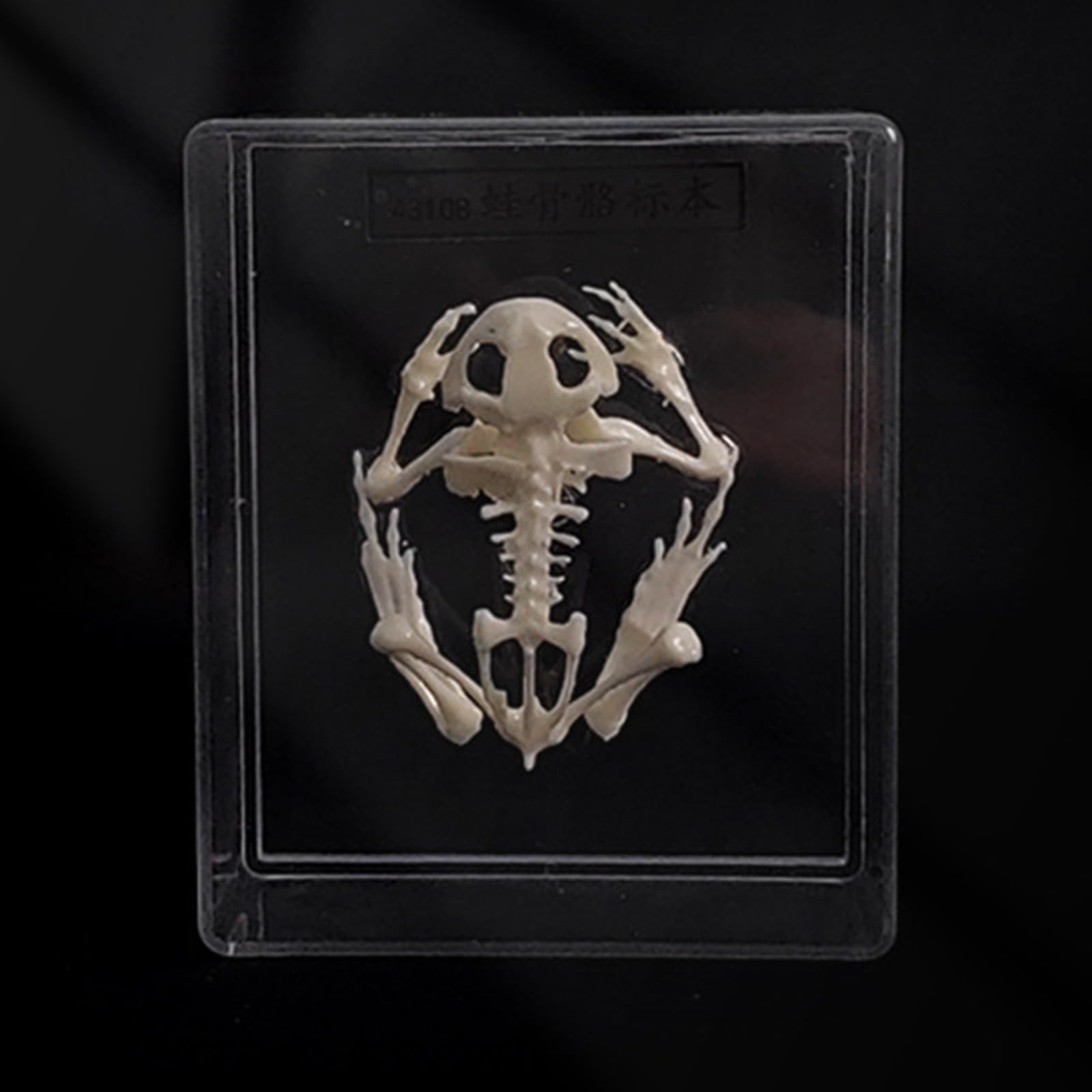 Froschskelett Natürliches Knochenmodell - Transparentes Harz Tierskelett Einbettungsprobe - Echtes Froschskelett Wissenschaft Bildung Tieranatomie Exemplare,B,45mm