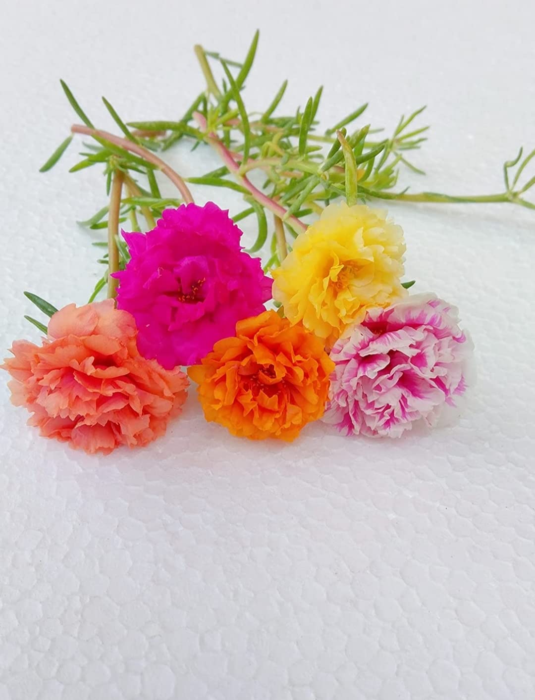 Hhitanshi Plants Multi Petal Portulaca Grandiflora Tablerose Mossrose Nine O Clock Nobgi Mixed Colour live cutting plants without roots - Pack of 10 (B0CPV9V2XK) Amazon Price History, Amazon Price Tracker