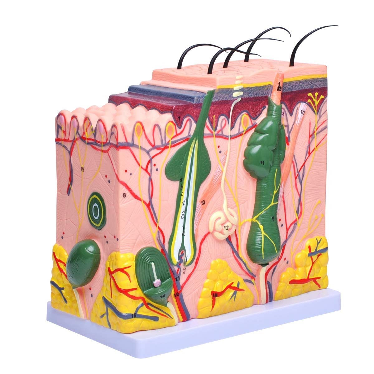 Buy Skin Anatomical Model, 50x Human Skin Structure Magnification Model