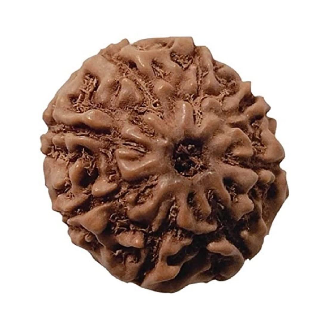 ASTRODIDI 8 Mukhi Java Rudraksha Eight Face Rudraksha Java Small Size Lab Certified (B09RWKBFCM) Amazon Price History, Amazon Price Tracker
