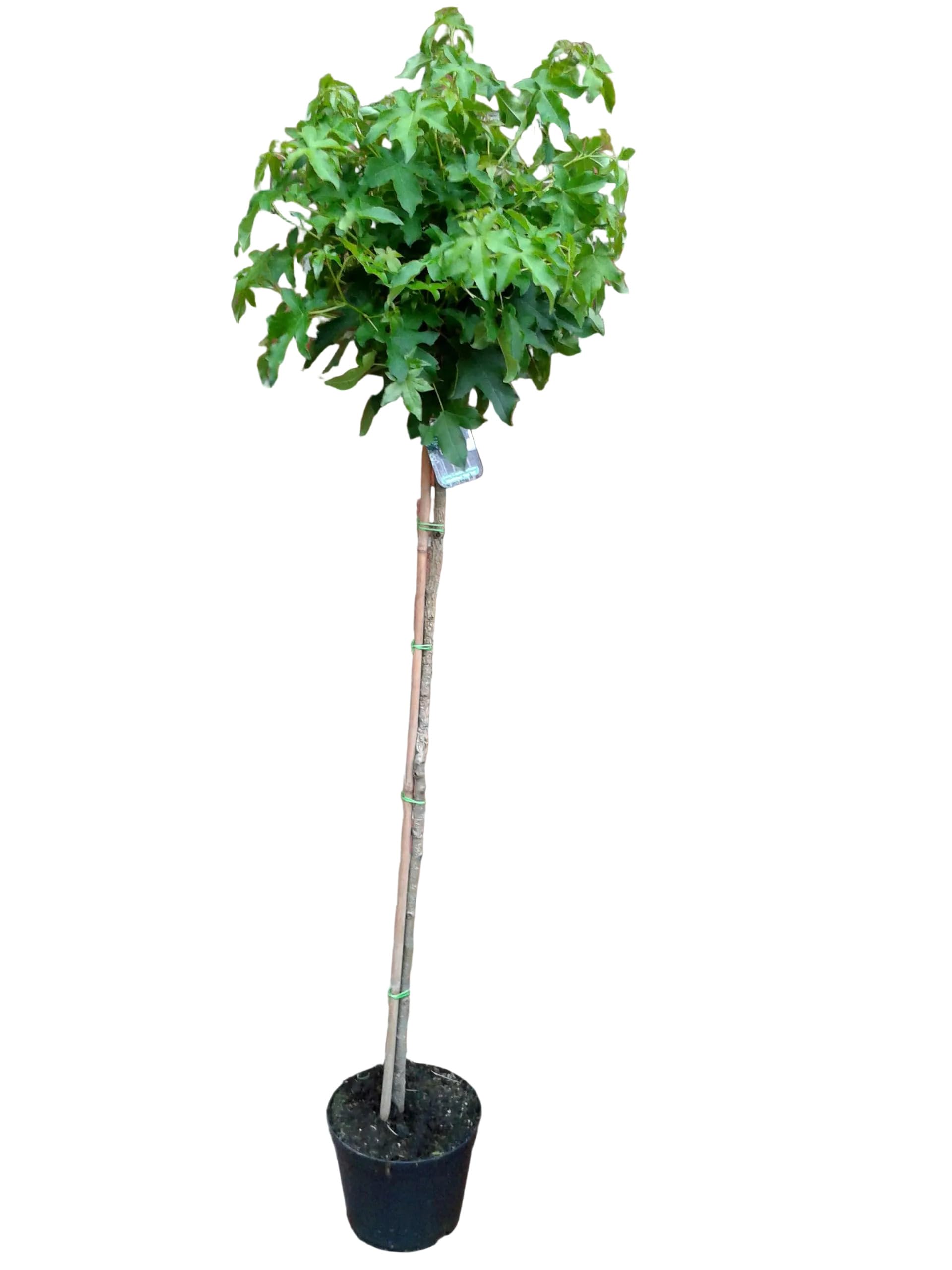 Amberbaum, Hhe: 170-180 cm, Liquidambar styraciflua Gumball + Dnger :  Amazon.de: Garten