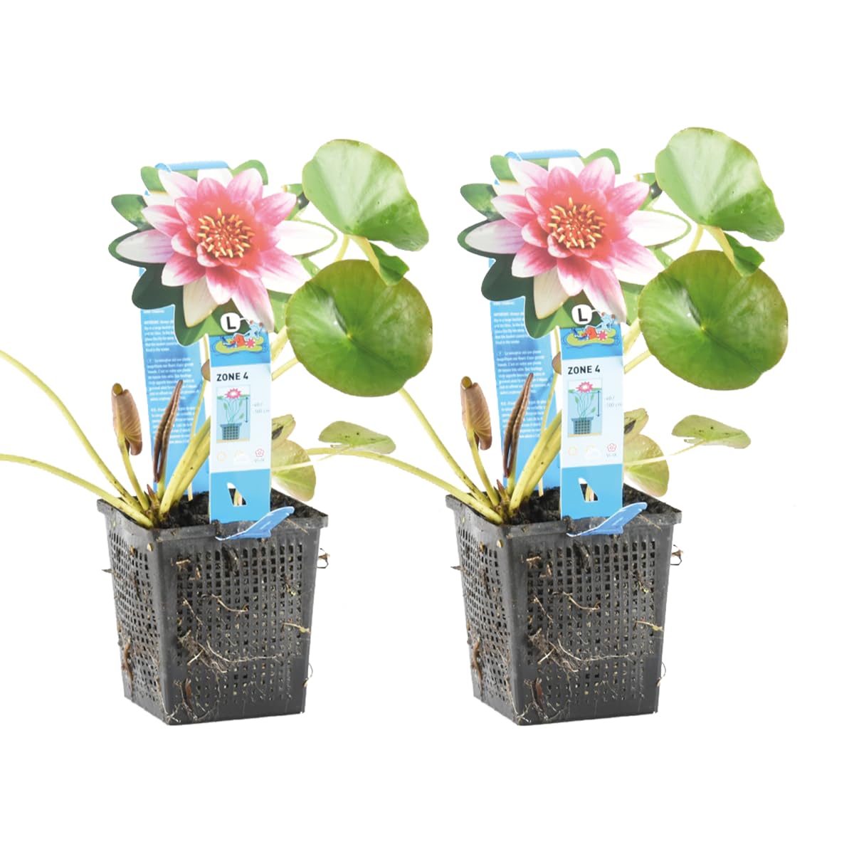 Bloomique - Set di 2 - Nymphaea Attraction - Ninfea Rossa - Pianta Acquatica - Pianta da Stagno - Resistente al Freddo - Alte 10-20 cm - Vaso 11 cm