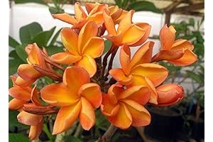 5 Exotic Orange Plumeria Seeds for a Fragrant Hawaiian Garden