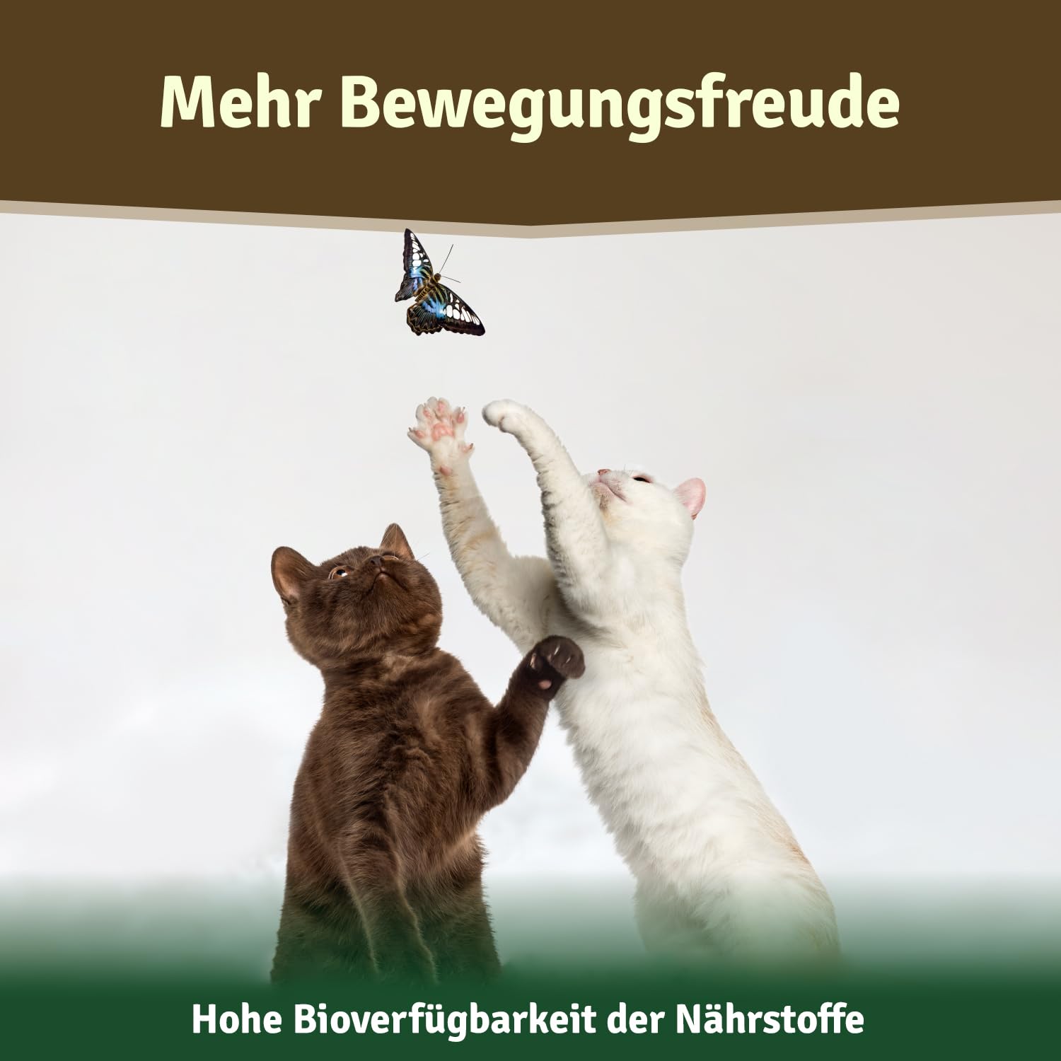 Veddelholzer Natürliches Grünlippmuschelpulver Hund - 500g Grünlippmuschel für Hunde hochwertige Nahrungsergänzung - Grünlippmuschelextrakt mit Hoher Akzeptanz bei Allen Hunden