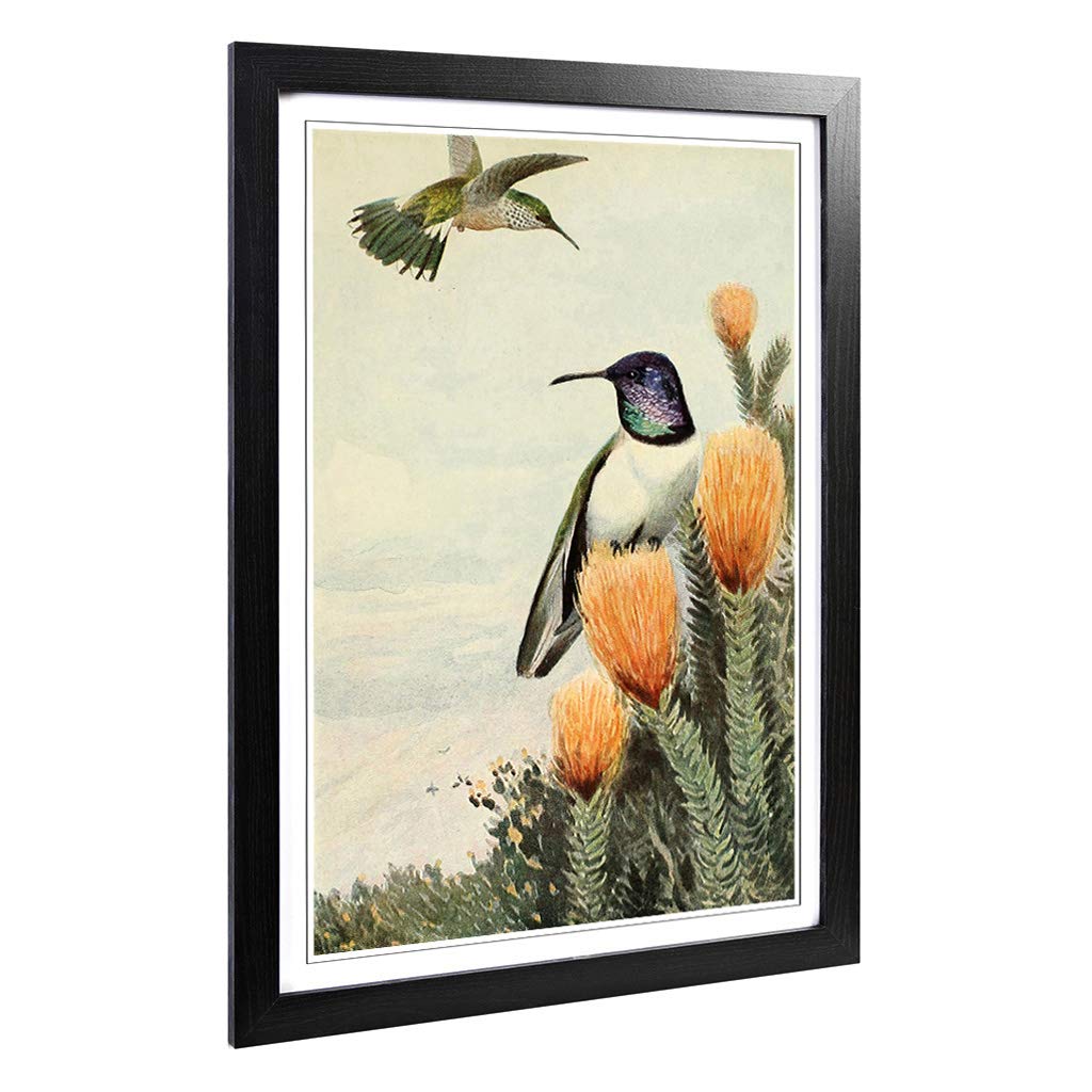 Big Box Art Framed Print of Vintage Brehms Tierlben Ecuadorian Hillstar Design | Wall Art Picture | Home Decor for Kitchen, Living Room, Bedroom, Hallway, Black, A2 / 24.5x18 Inch / 62x45cm