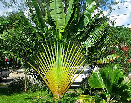 Futaba Traveller's Palm Plant Seeds -50PCS