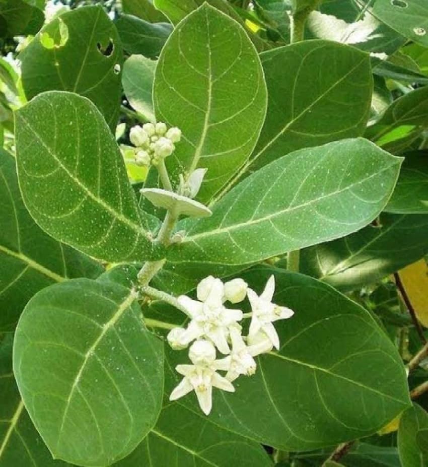 Image of Safed Aak Plant (Calotropis Gigantea) Live Plant | Ornamental Flowering Shrub for Home Garden | Outdoor Medicinal Plant | White Aak Madar Plant for Terrace, Lawn & Landscape Gardening