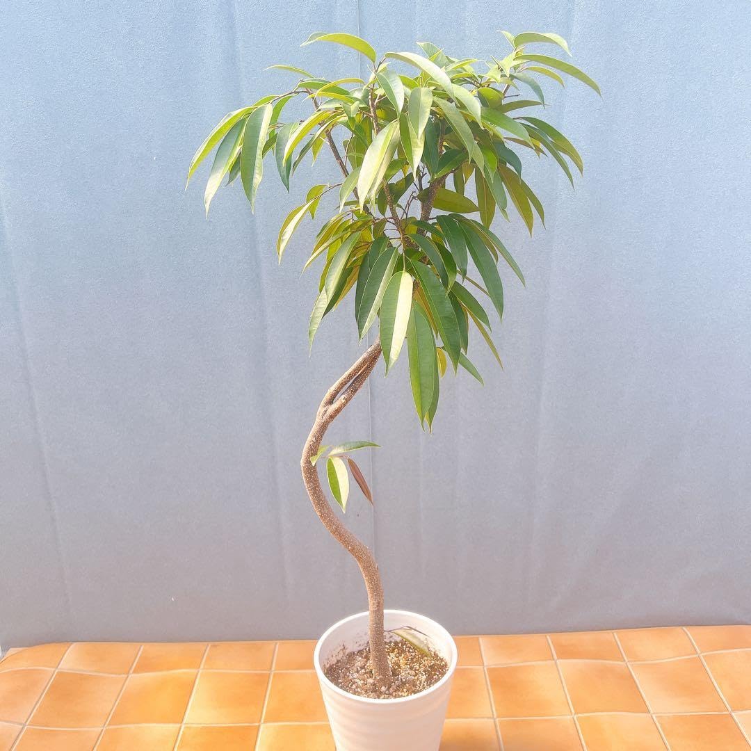 現品　フィカス　ゴムの木　アムステルダムキング 45番　曲がり　観葉植物 Amazon.co.jp: フィカス ゴムの木 アムステルダムキング 45番 曲がり