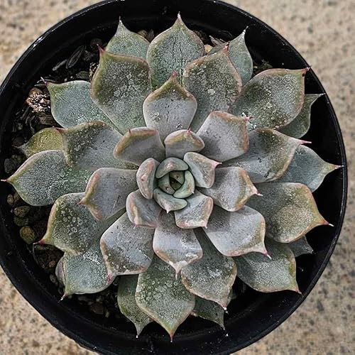 T{ 7.5cm|bg A GPxA Echeveria Y  ϗtA CeAO[ 񂹐A ke 1{ 1