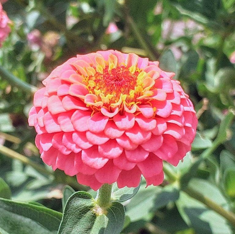 ジニア バイカラー ピンク×ホワイト 【抜き苗】いちごミルクみたいに可愛いお花 ジニア バイカラー ピンク×ホワイト 【抜き苗】いちごミルク