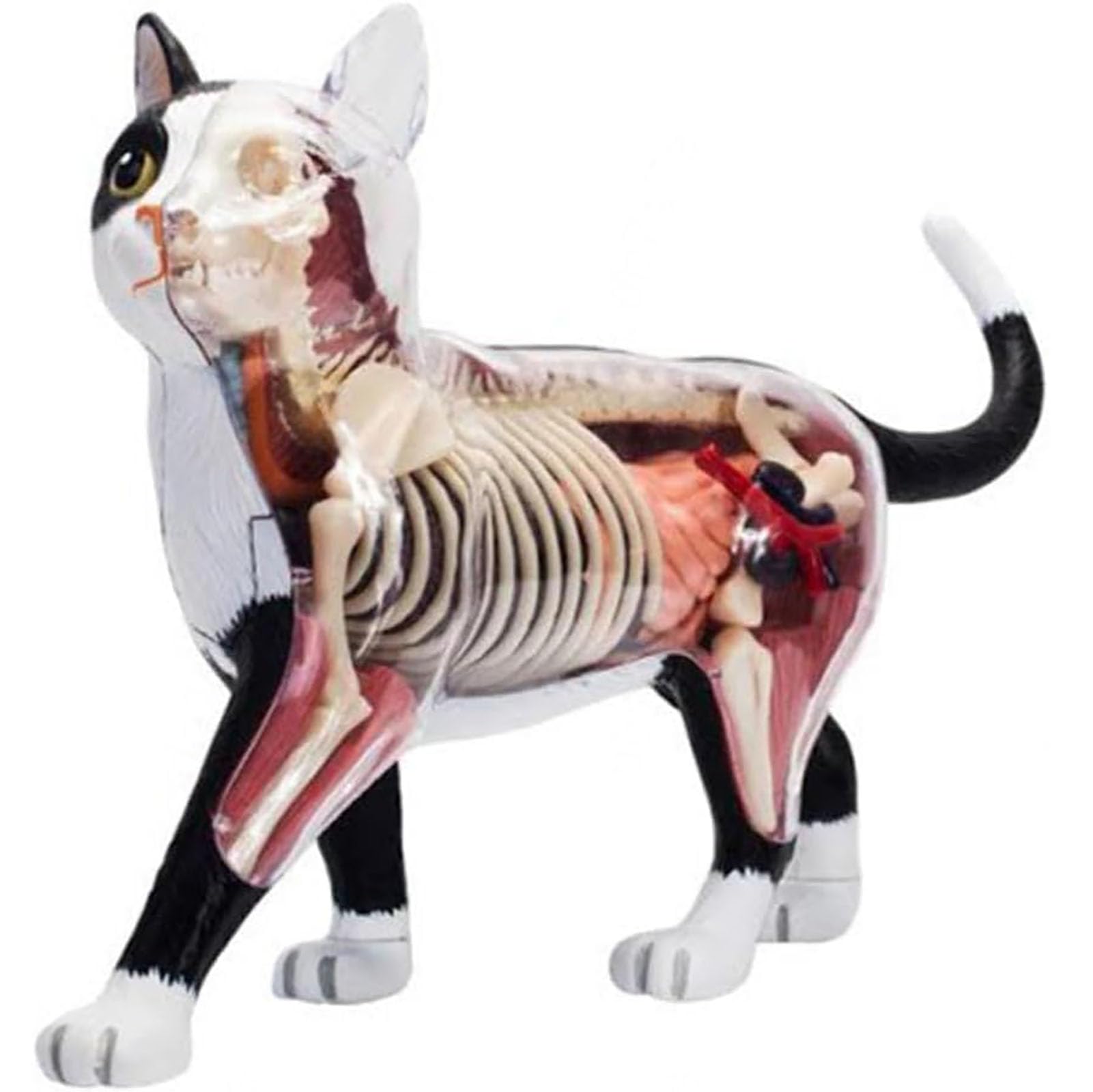 Genérico Modelo de Anatomía de Gato 4D Vision, 28 Partes para la Demostración de Enseñanza Animal, Herramienta de Anatomía de Modelo de Gato, Entrenamiento Veterinario para Demostración
