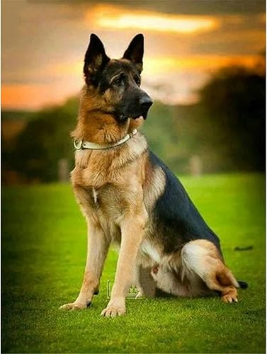 NUISX Kits de punto de cruz de 11 unidades, patrones estampados, pastor alemán de animales, preimpreso, punto de cruz para niños y adultos, kit de