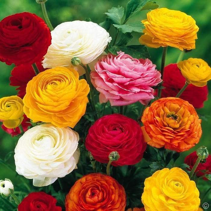 See full amazon price history chart for Ranunculus Flower Bulbs Mix Colour (10 Bulbs) By Zabbus Ranunculus Flower Bulbs Mix Colour (10 Bulbs) By Zabbus (B0BKTRWHDM) Amazon Price History, Amazon Price Tracker