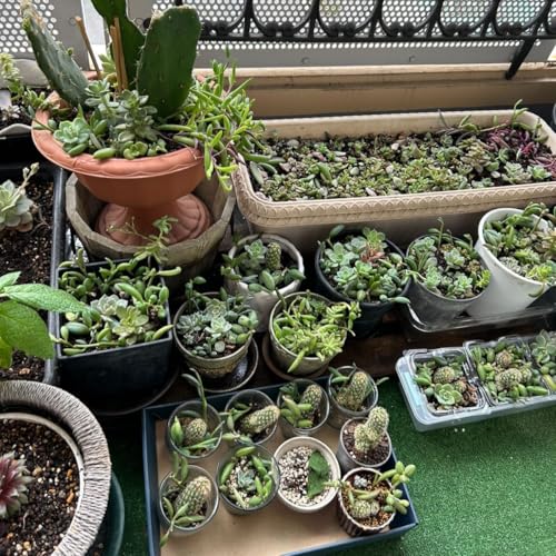 3�Z�b�g�̂� �o�i �����A�� �T�{�e�� �ϗt�A�� ���C�� ���� �؂�c�A�ʂ��c�F�X