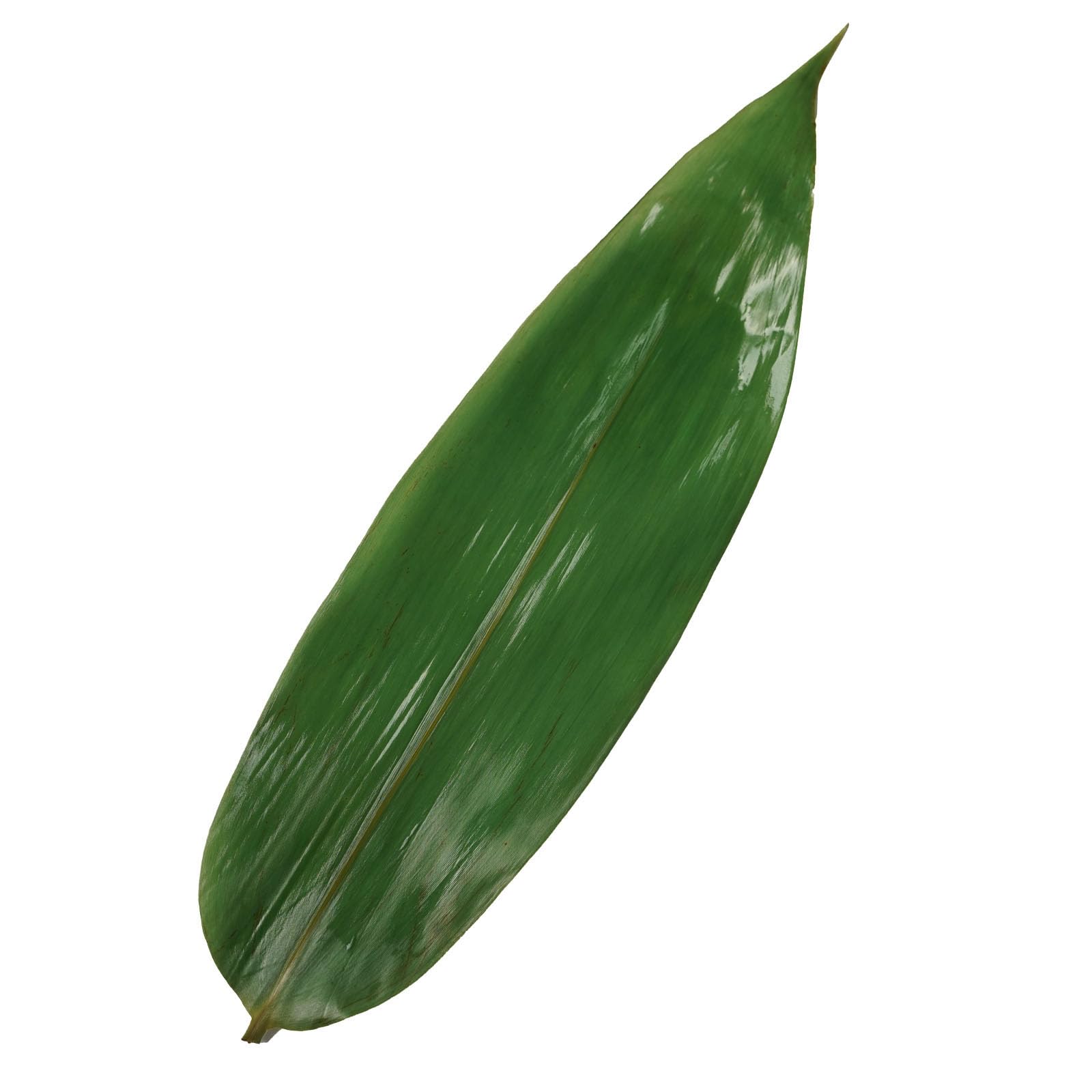 Rainlily Wen Bamboo Leaves