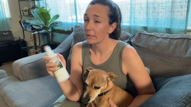 everjoice dog not here