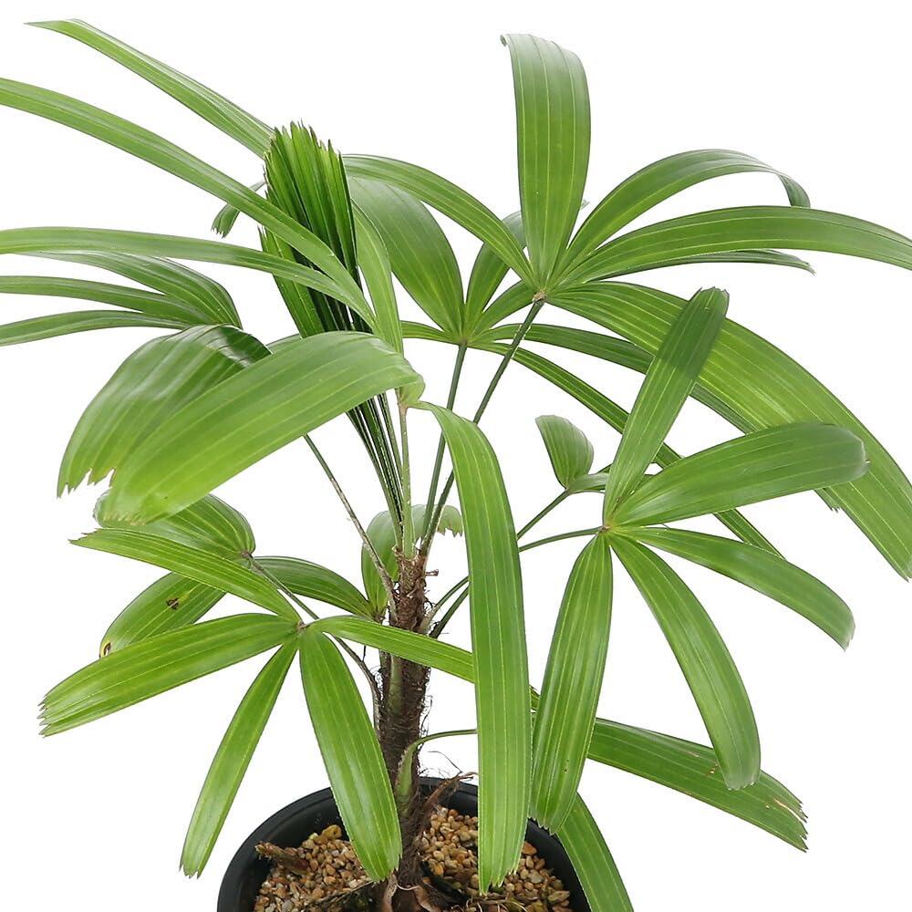 チャメヤシ  チャメドレア  5株  耐陰性高い   観音竹 高性チャメヤシ チャメドレア 耐陰性あり 鉢ごと - メルカリ