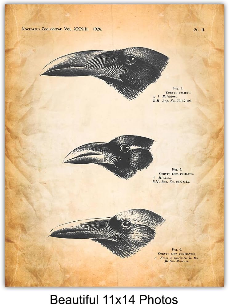 The Raven Gothic Wall Decor 11x14 - Edgar Allan Poe Wall Art - Vintage Rustic Crow Decor - Living Room, Office, Bedroom - Creepy Horror Halloween Decoration - Audubon Birds Prints - Goth Room Picture
