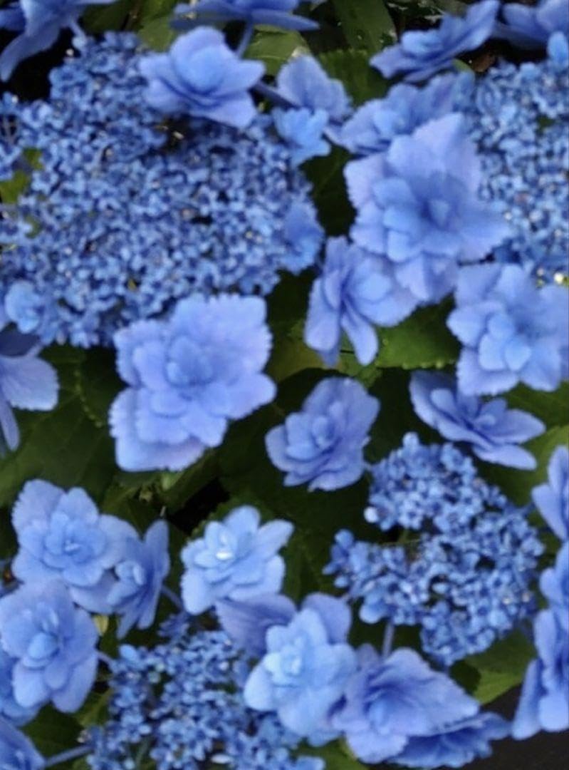 Amazon.co.jp: 宿根 苗 新種 希少 加茂セレクション 紫陽花