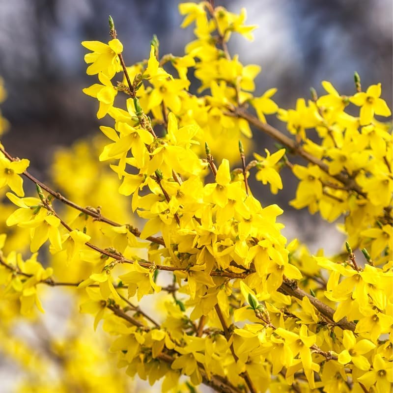 2 Lynwood Gold Forsythia Plants Live for Planting 6 to 12 Inc Tall 4 in Pot, Yellow Forsythia Bushes Live Plants